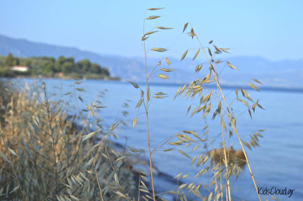 Ξερά λουλούδια