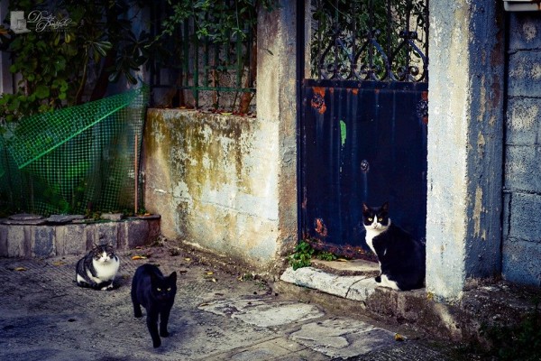 cats